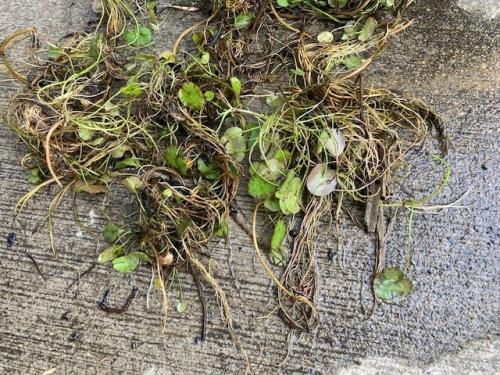 外部より持ち込まれたアサザ