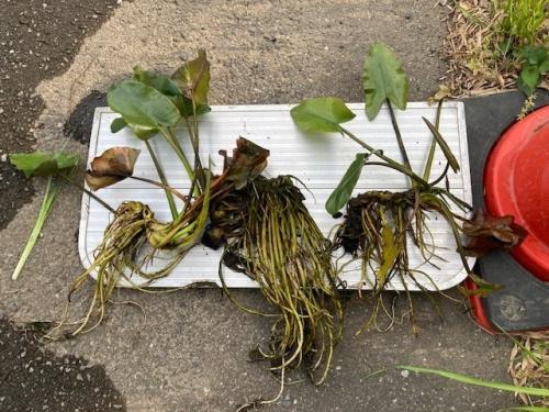 外部より持ち込まれたコウホネ