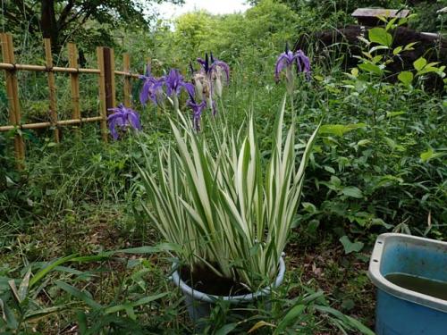カキツバタの園芸種