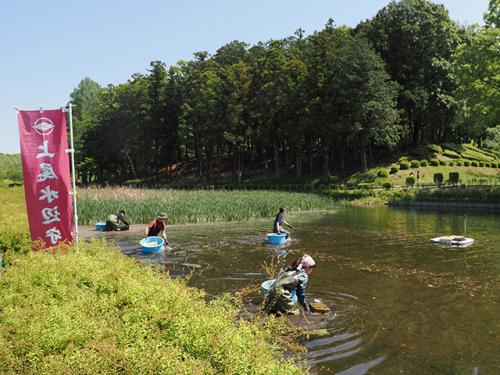 アメリカザリガニの駆除作業