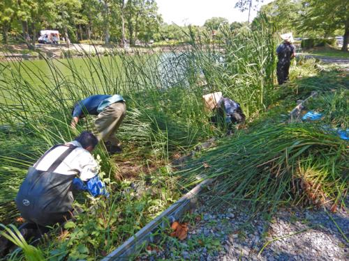 浅場の管理作業の様子