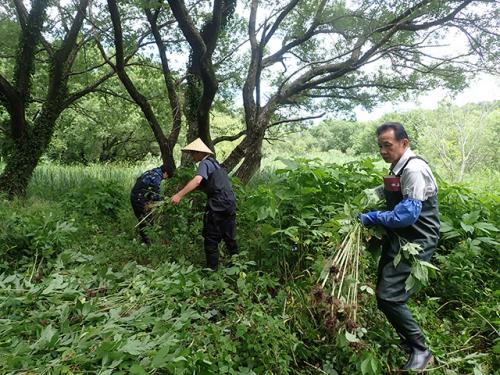 湿地でのオオブタクサの除去作業