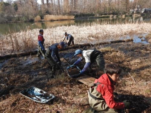 井の頭恩賜公園の研修の様子。掘った土で浅場をひろげる