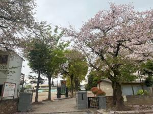 正門の桜